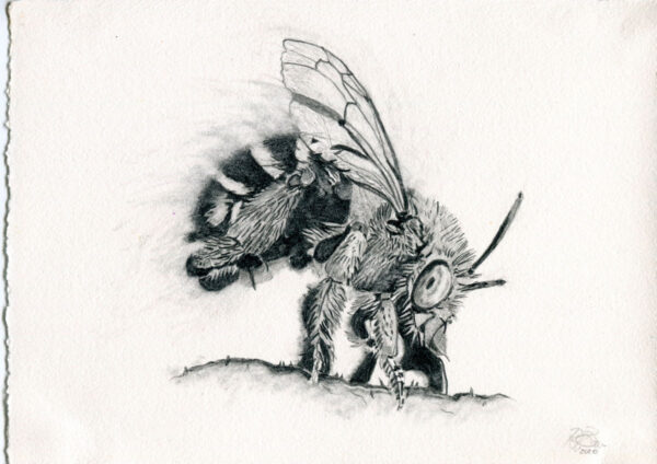 Profile Bee
